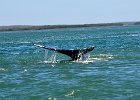 CaboFeb2010 (3)  Cabo whale : JHCaboFeb2010